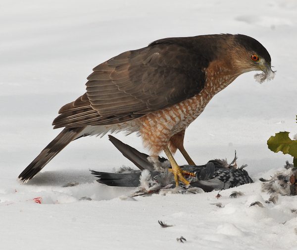 Cooper's Hawk Dining in the Front Yard