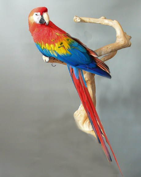 Skittles is 17 years old!