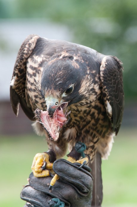 Animal Behavior and Conservation Connections Oct 2011-10
