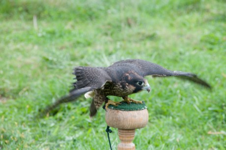 Animal Behavior and Conservation Connections Oct 2011-13