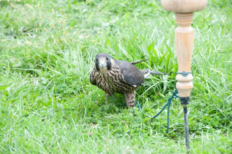 Animal Behavior and Conservation Connections Oct 2011-14