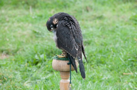 Animal Behavior and Conservation Connections Oct 2011-16