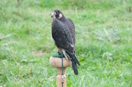 Animal Behavior and Conservation Connections Oct 2011-17