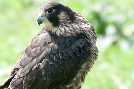 Animal Behavior and Conservation Connections Oct 2011-2