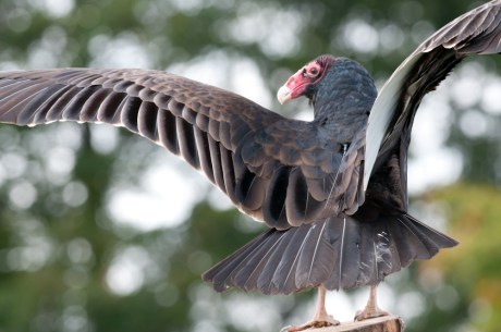 Animal Behavior and Conservation Connections Oct 2011-6