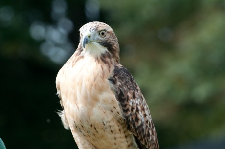 Animal Behavior and Conservation Connections Oct 2011-7