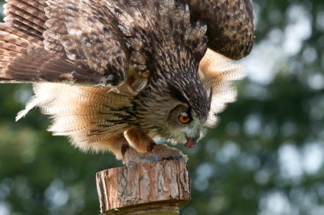 Animal Behavior and Conservation Connections Oct 2011-9