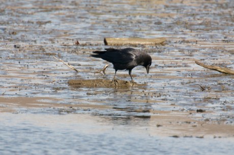 Croton Project Feeder Watch 11-20 012