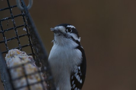 Croton Project Feeder Watch 11-20 013