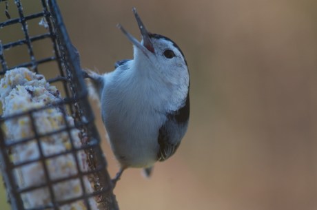 Croton Project Feeder Watch 11-20 014
