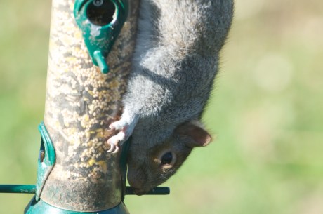Croton Project Feeder Watch 11-20 015