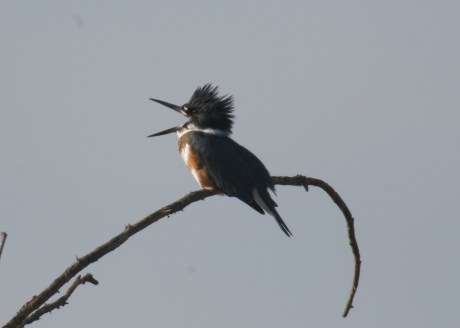 Croton Project Feeder Watch 11-20 016