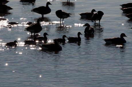 Project Feeder Watch-13