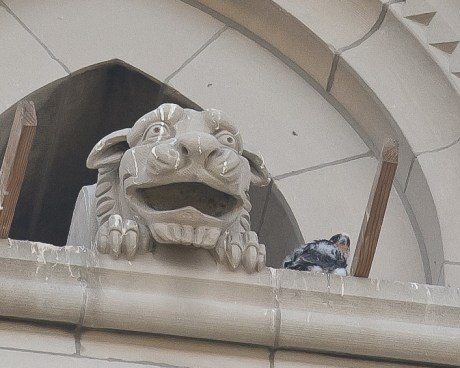 Riverside Church Peregrines-4