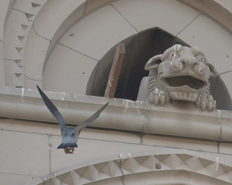 Riverside Church Peregrines-5