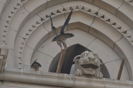 Riverside Church Peregrines-6