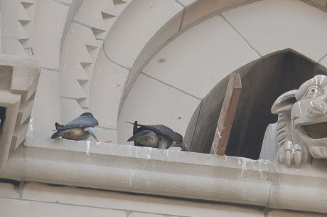 Riverside Church Peregrines-7