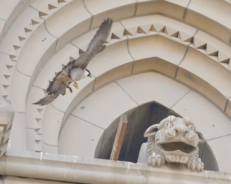Riverside Church Peregrines-8