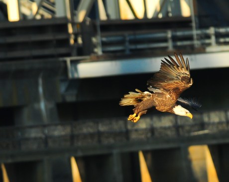 1.5_eagle_stoop10_Conowingo eagles-15