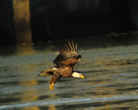 1.5_eagle_stoop11_Conowingo eagles-16