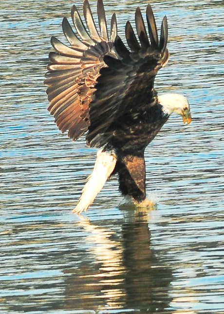 1.5_eagle_stoop13_Conowingo eagles-18
