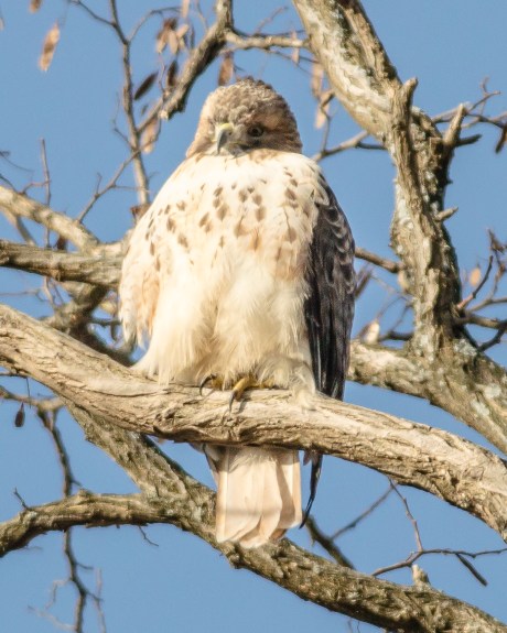 Male red-tailed hawk