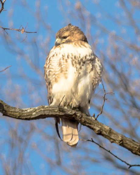 Female red-tailed hawk
