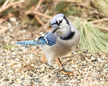 Croton Point Nature Center resident Blue jay giving 'The Look'