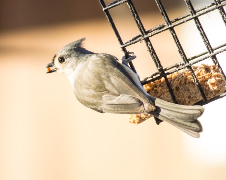 Titmouse at Marshlands Conservancy