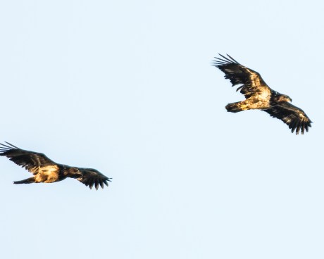 Croton eagles 010713-2