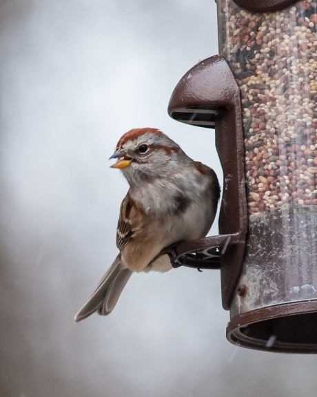 Tree sparrow on the exit road from Croton Point cabins