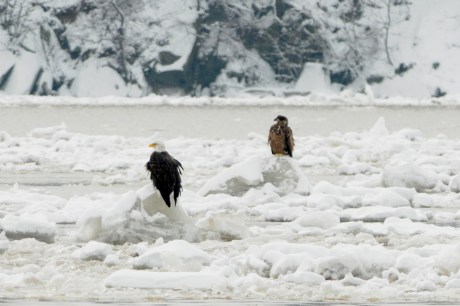 Eagles on the Hudson two years ago when we had ice