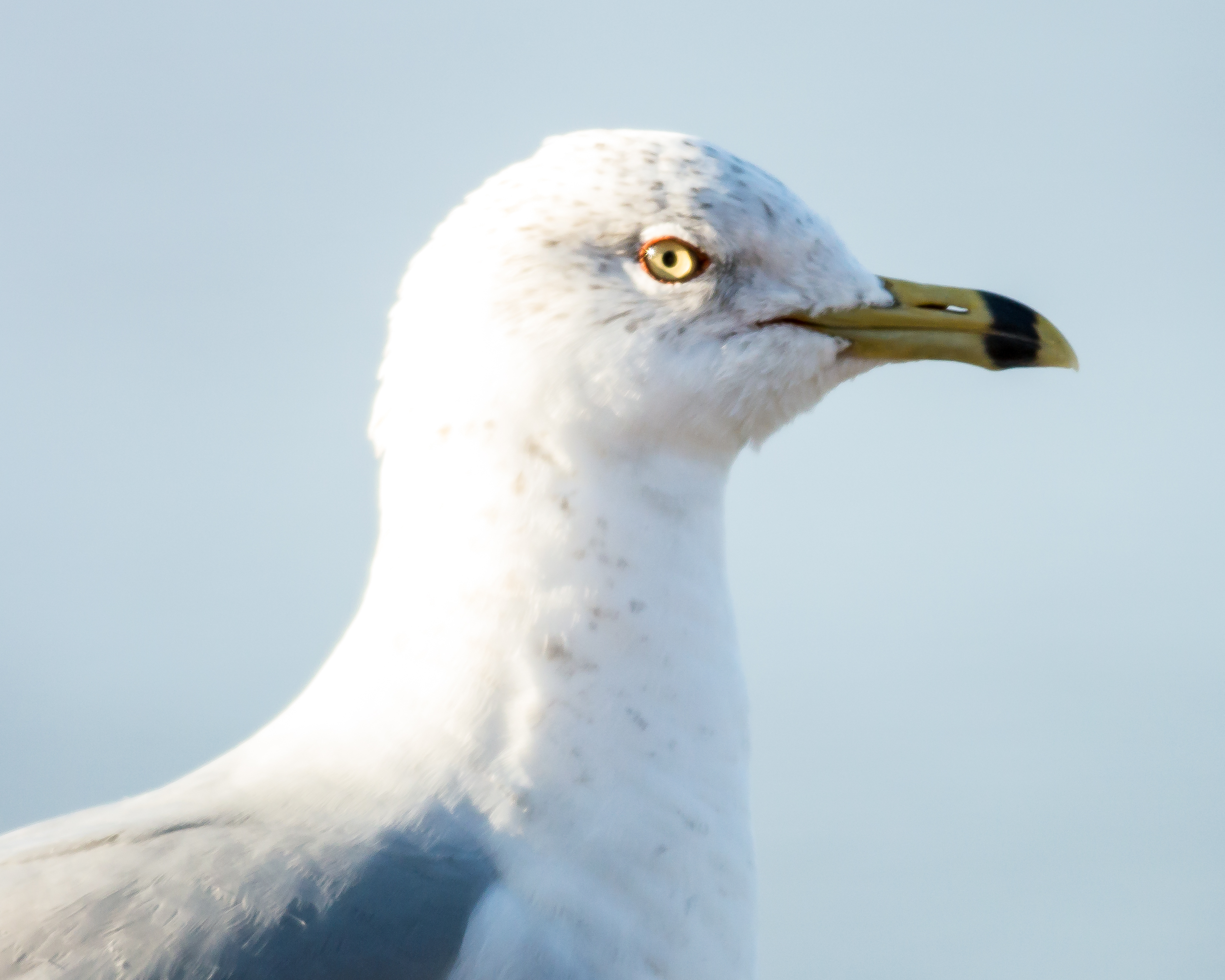 First Grade Eagle Watching Jan 2013-4