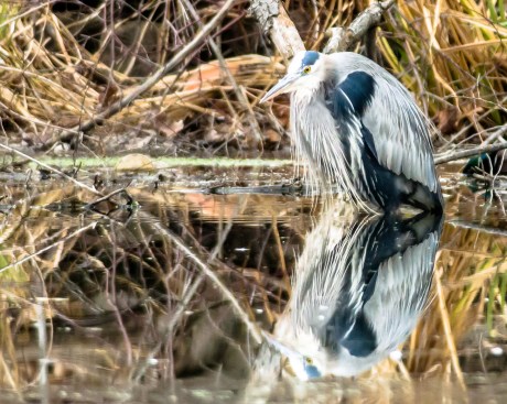 Very cold great blue heron at Ogilvie's Pond