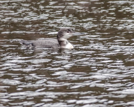 Local Loon