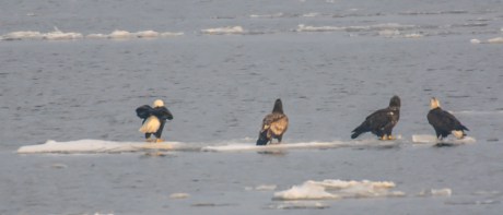 Lots of eagles plus Jan 2013-1