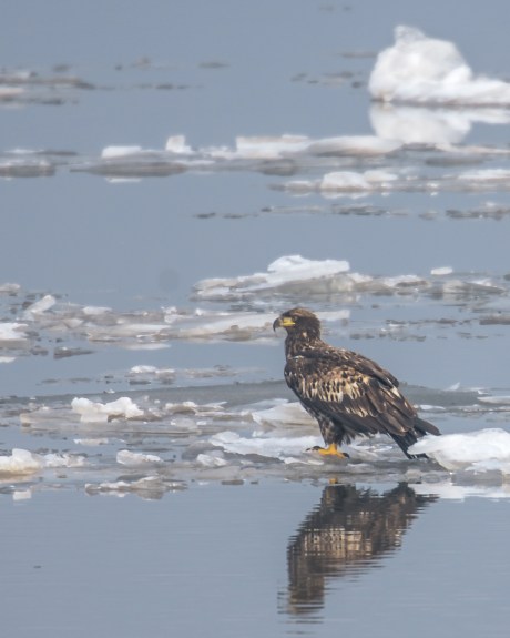 Lots of eagles plus Jan 2013-2