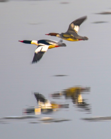 Lots of eagles plus Jan 2013-3