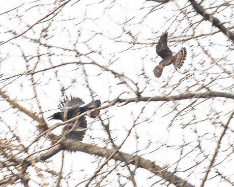 Lots of eagles plus Jan 2013-4