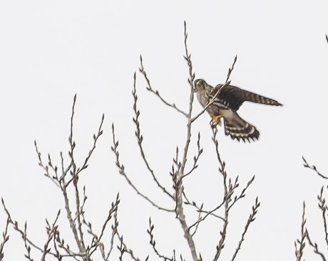 Lots of eagles plus Jan 2013-5