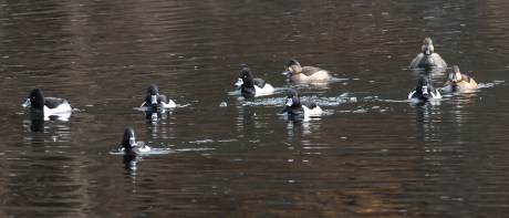 Lots of eagles plus Jan 2013-6