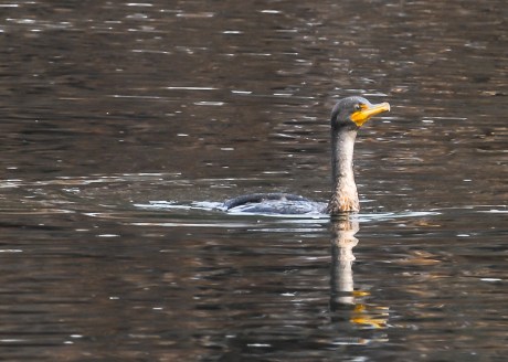 Lots of eagles plus Jan 2013-7