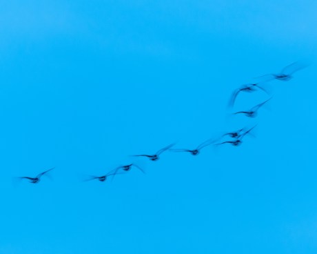 Geese in motion at sunset, Verplanck during eagle counting