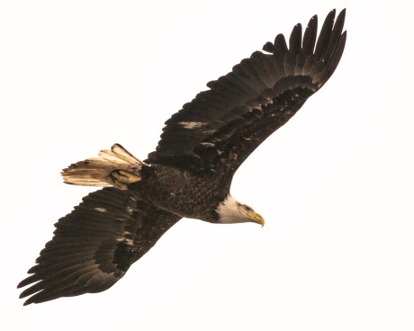 Lower Hudson Jan 2013-9