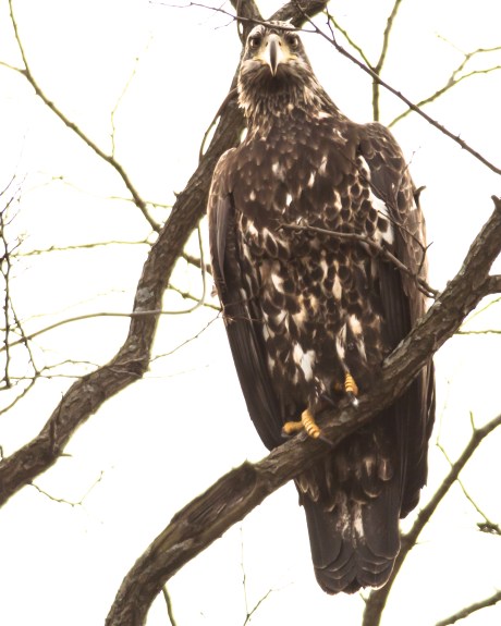Third year eagle at Annsville Circle