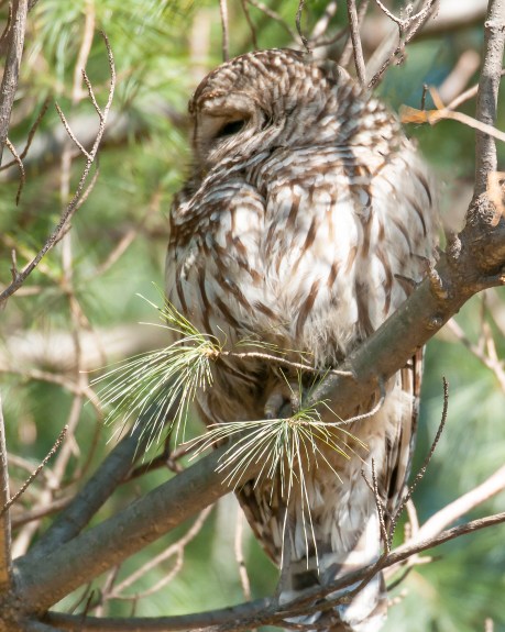 Barred owl did manage to open an eye.