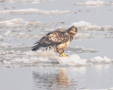 Forgot to show what that youngster really caught when it swooped down into the river a few days ago.