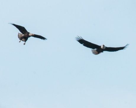 Coming in for a landing