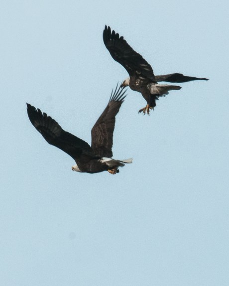 There will be eggs somewhere even though this male seems quite young