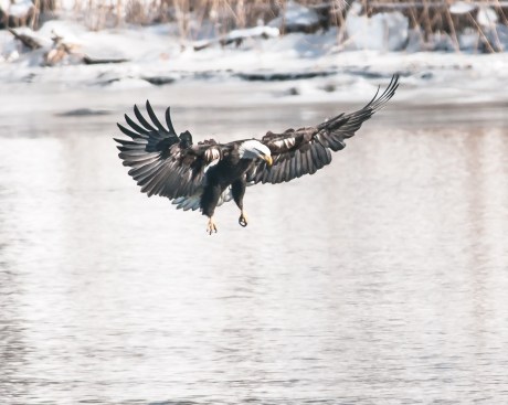 Hudson River EagleFest 2013-1